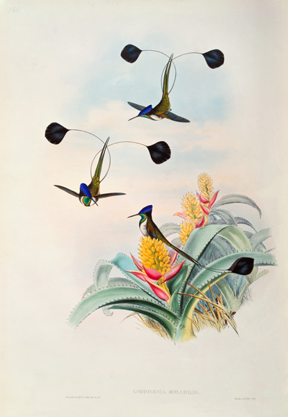 Hummingbird, Loddigesia Mirabilis od John Gould