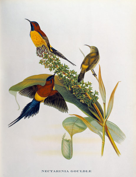 Nectarinia Gouldae from 'Tropical Birds' od John Gould