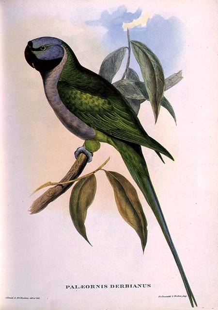 Parakeet: Palaeornis Derbianus od John Gould