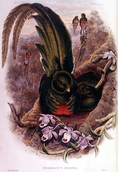 Pharomachrus Mocinno; engraved by T. Walter od John Gould