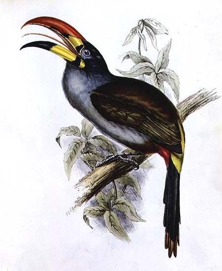 Pteroglossus Hypoglaucus from 'Tropical Birds' od John Gould