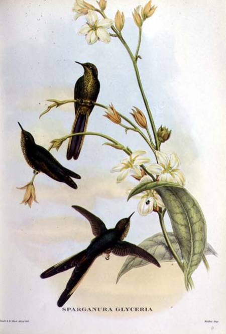 Sparganura Glyceria: from 'Tropical Birds' od John Gould