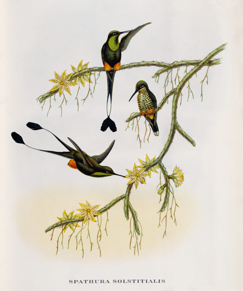 Spathura Solstitialis od John Gould