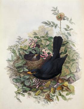 Blackbird, 1873 (pencil, w/c on