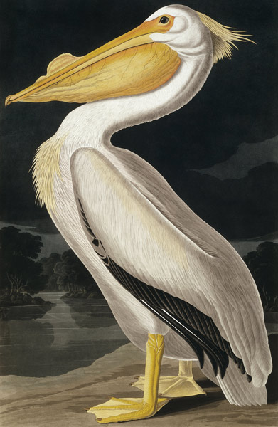 American White Pelican, 'ptáci Ameriky', od Robert Havell (1793-1878) publikace 183 od John James Audubon