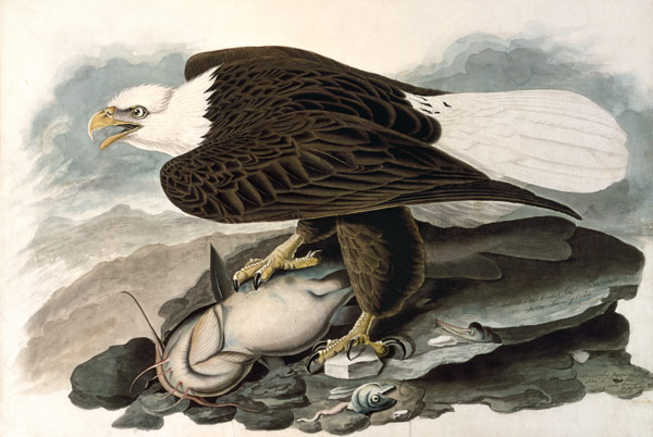 The white-headed eagle (from The Birds of America) od John James Audubon