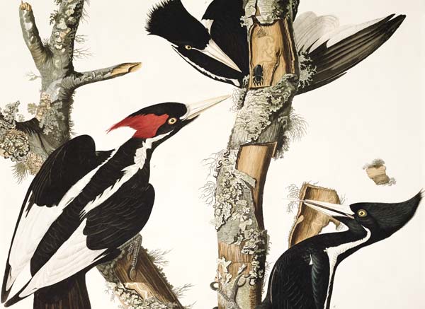 Ivory-billed Woodpecker, from 'Birds of America', engraved by Robert Havell (1793-1878) 1829 (colour od John James Audubon