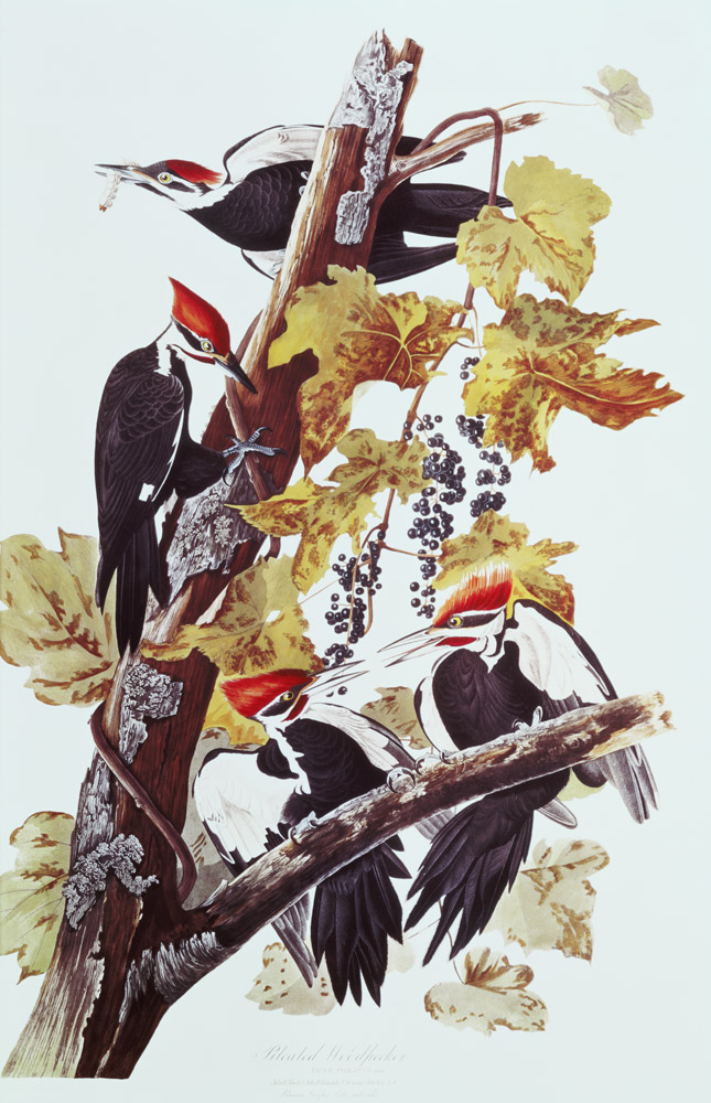 Pileated Woodpeckers od John James Audubon