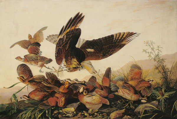 Red-Shouldered Hawk Attacking Bobwhite Partridges od John James Audubon