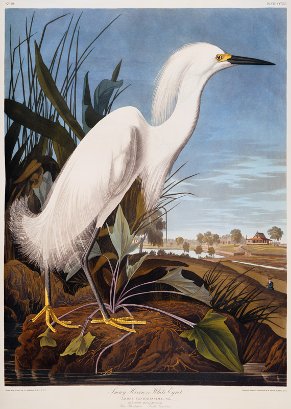 Snowy Heron, or White Egret (Egretta Thula),  Rice Plantation, South Carolina From ''The Birds Of Am od John James Audubon