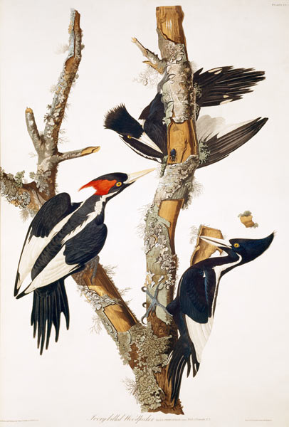 Ivory-billed Woodpecker, from ''Birds of America'', 1829 (see 195912 for detail) od John James Audubon