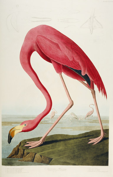 American Flamingo od John James Audubon
