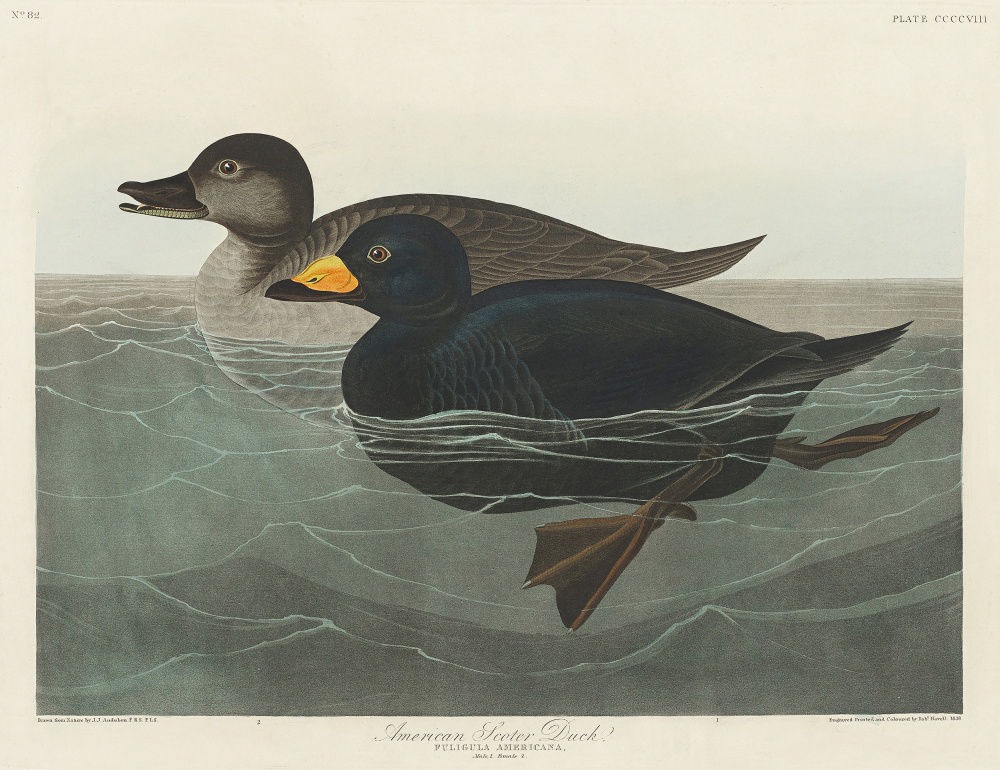 American Scoter Duck From Birds of America (1827) od John James Audubon
