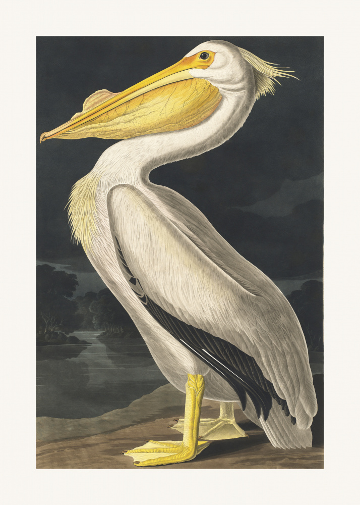American White Pelican From Birds of America (1827) od John James Audubon