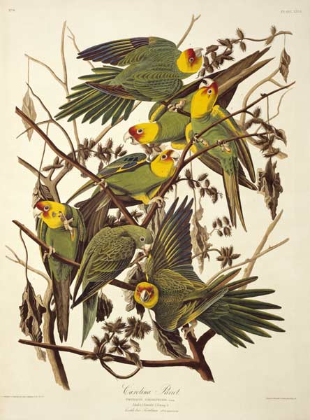 Carolina Parakeet, from 'Birds of America' od John James Audubon