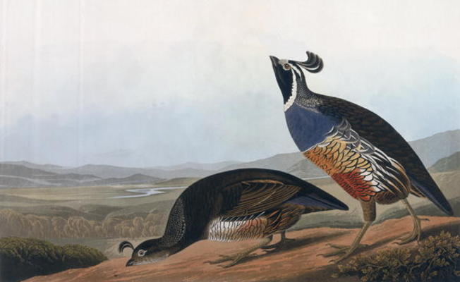 Californian Partridge, from 'Birds of America', engraved by Robert Havell (1793-1878) 1838 (coloured od John James Audubon