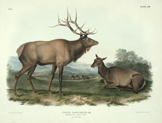 Cervus Canadensis (American Elk, Wapiti Deer), plate 62 from 'Quadrupeds of North America', engraved od John James Audubon