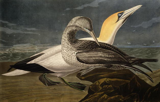 Gannets, from 'Birds of America', engraved by Robert Havell (1793-1878) published 1836 (coloured eng od John James Audubon