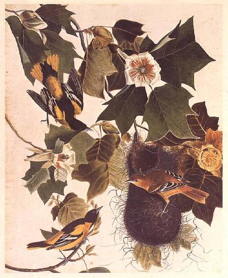 The Oriole, from Birds of America od John James Audubon