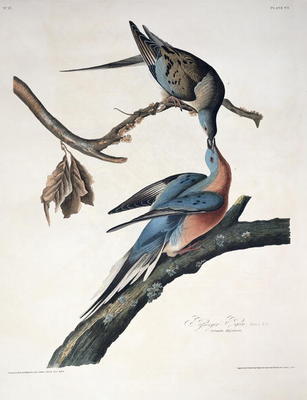 Passenger Pigeon, from 'Birds of America', engraved by Robert Havell (1793-1878) published 1836 (col od John James Audubon