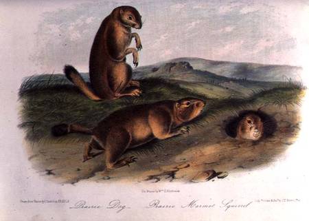 Prairie Dog from 'Quadrupeds of North America', 1842-5 od John James Audubon