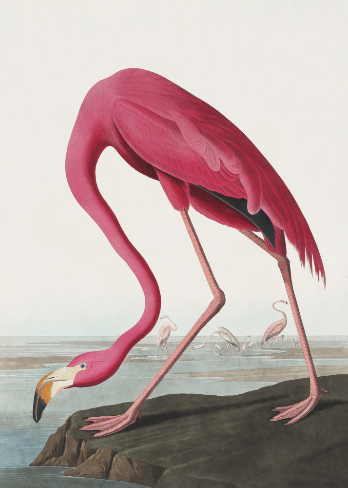 Pink Flamingo Ii From Birds of America (1827) od John James Audubon