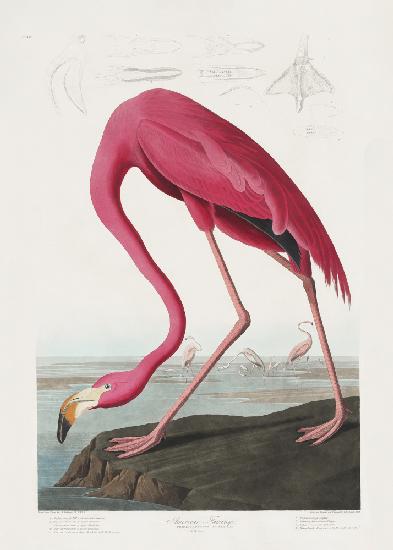 Pink Flamingo From Birds of America (1827)