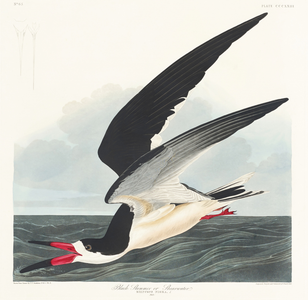 Black Skimmer From Birds of America (1827) od John James Audubon
