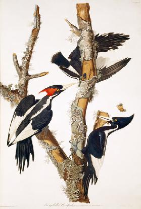 Ivory-billed Woodpecker, from ''Birds of America'', 1829 (see 195912 for detail)