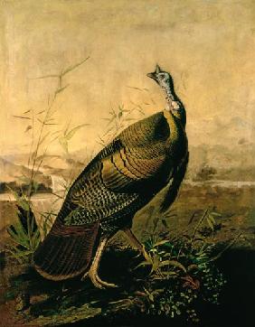 The American Wild Turkey Cock