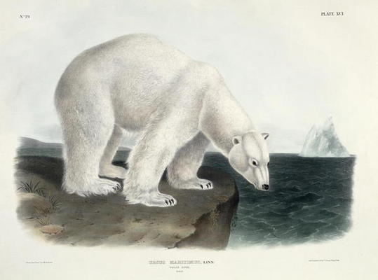 Ursus Maritimus (Polar Bear), plate 91 from 'Quadrupeds of North America', engraved by John T. Bowen od John James Audubon