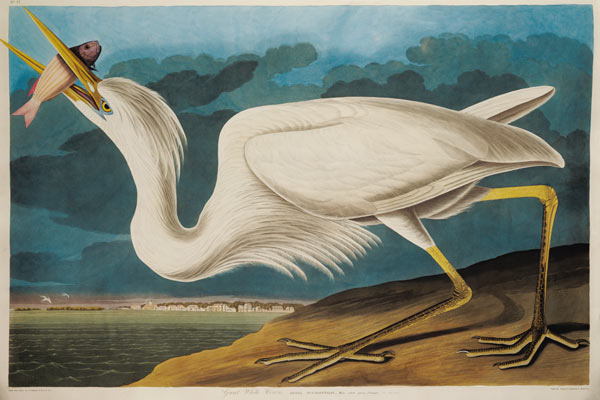 Great White Heron, from 'Birds of America', engraved by Robert Havell (1793-1878) 1835 (coloured eng od John James Audubon