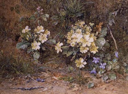Primroses and Violets on a mossy bank od John Jessop Hardwick