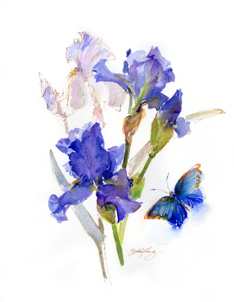 Iris with blue butterfly od John Keeling