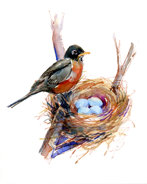 Robin with nest od John Keeling