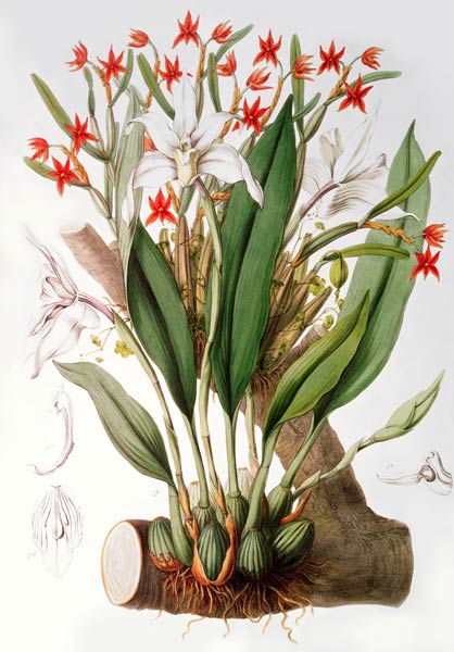 Orchid: Diothonca imbricata and Maxillaria eburnea from `SertumOrchidaceum' od John Lindley