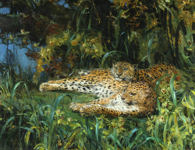 Indian Leopards od John Macallan Swan