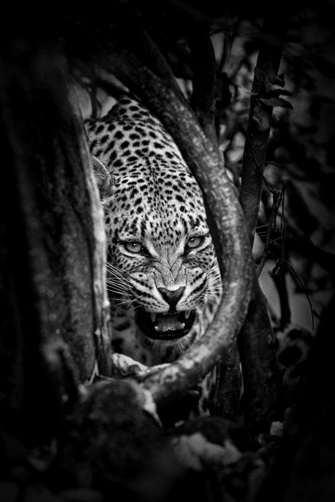 Leopards Lair od John Moulds