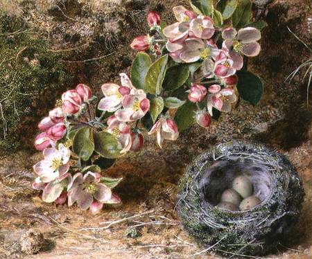 Blossom and Bird's nest od John Sherrin