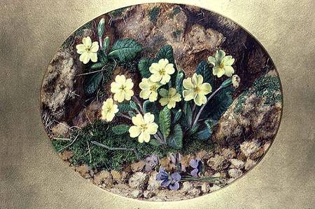Primroses and Violets od John Sherrin