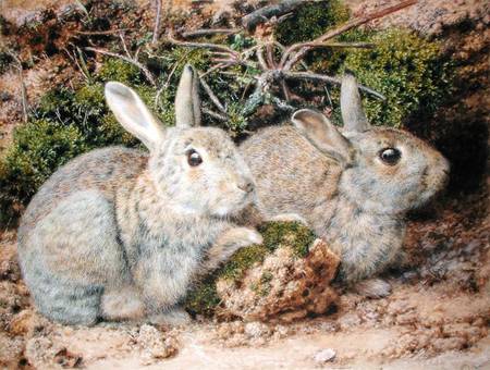 Two Rabbits od John Sherrin