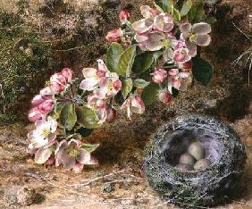 Blossom and Bird's nest
