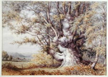 Squirrels in an Ancient Oak Tree od John Skinner Clifton