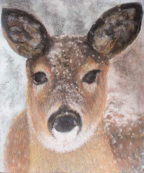 Young Deer in Winter od Margo Starkey