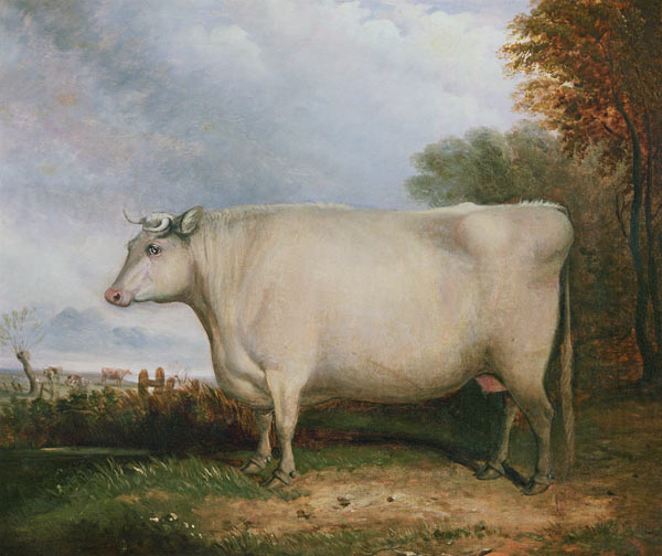 Portrait of a prize cow od John Vine