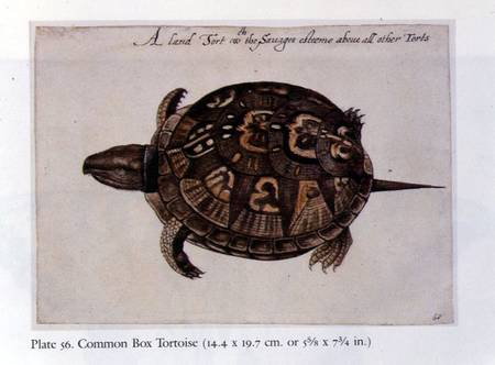 Common Box Tortoise od John White