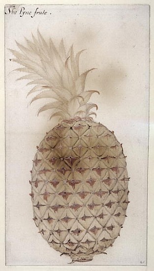Pineapple, (pencil, w/c & bodycolour on paper) od John White