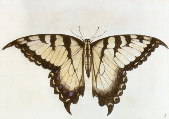 Swallow-tail Butterfly od John White