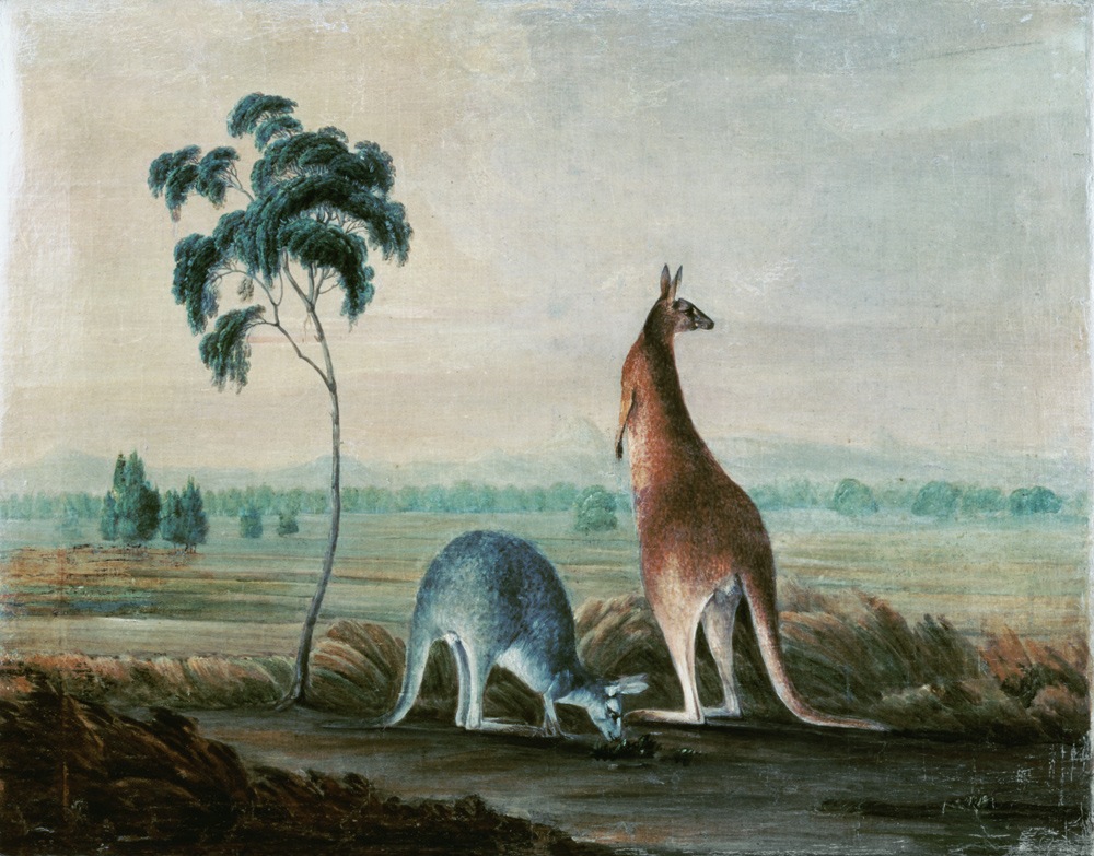 Kangaroos in a landscape od John William Lewin
