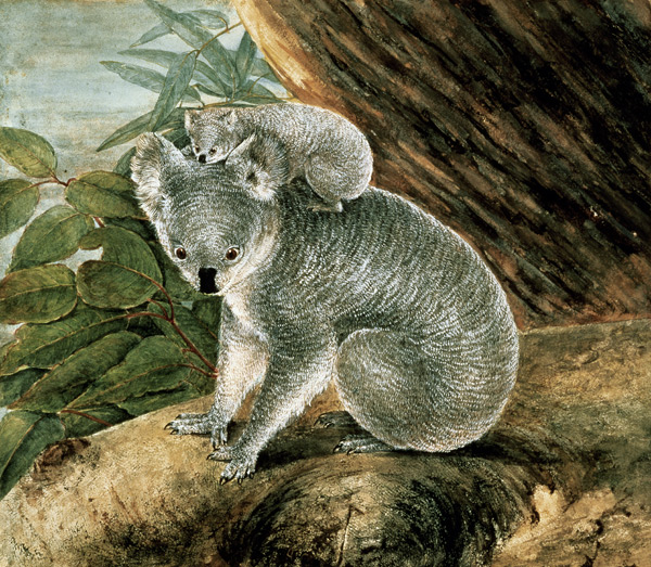 Koala and Young od John William Lewin
